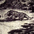 Thumb Zwei k�mpfende Leoparden
